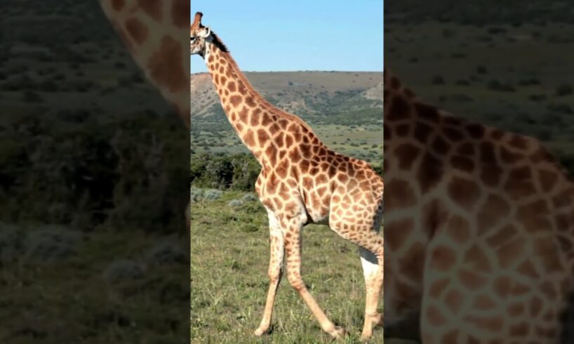 GIraffe sound | GIraffe sound video | GIraffe video #animalsname #animalsouds #animals