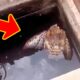 Girl Saves Drowning Owl. You Won't Believe What Happens Next