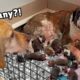 Golden Retriever Meets Rescue Dogs Miracle Puppies