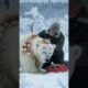 Grandfather’s Heroic Rescue: Saves Injured Polar Bear in the Arctic! #animals #wildlife #shorts