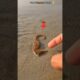 Guardian of the Sea: Rescuing a Stranded Seahorse 🥺