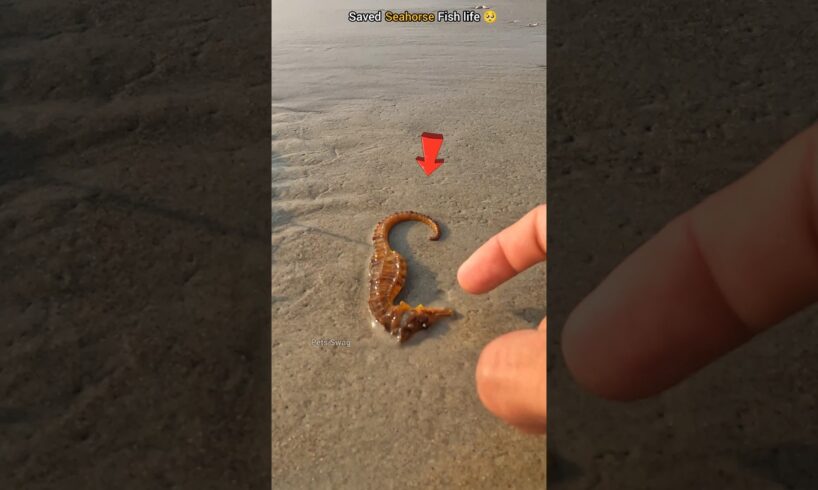 Guardian of the Sea: Rescuing a Stranded Seahorse 🥺