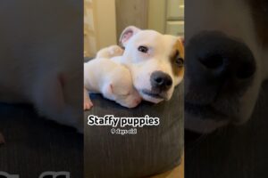 Hang out with our litter of staffy puppies. 🐶 ❤️❤️A day in the life of mum Eva and her cute puppies