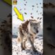 Heartwarming Rescue: Polar Deer Found Covered in Millions of Bees #wildlife #animals