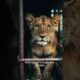 Heartwarming animal rescues - lionesses story #ai #animal #animalrescue #animals #rescueanimals