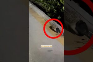 Hedgehog in trouble with a plastic cup: you'll love the ending.