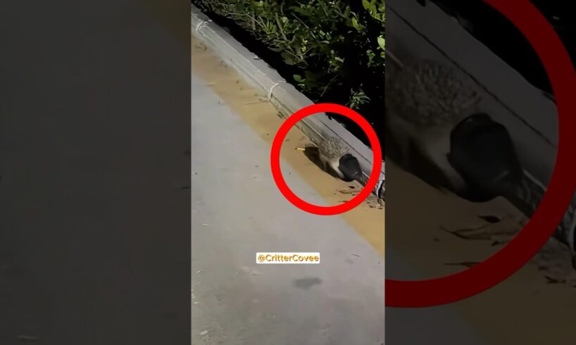 Hedgehog in trouble with a plastic cup: you'll love the ending.