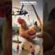 Hen Rescue from Drowning, Heroic Rescuer Saves Hens, Animal Rescue Story #shorts #hen #rescue