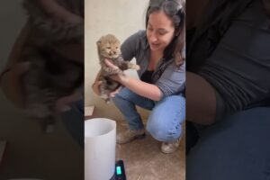 How To Weigh a Baby Cheetah