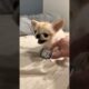 How cute puppies if you like the video so like and subscribe