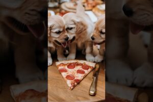 How cute puppies react when about a slice part #puppy #dog #animals