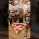 How cute puppies react when about a slice part #puppy #dog #animals