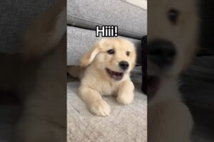 How my puppy greets people🐶 #dogs #dogshorts #puppy #goldenretriever #goldenretrieverpuppy #puppies