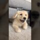 How my puppy greets people🐶 #dogs #dogshorts #puppy #goldenretriever #goldenretrieverpuppy #puppies