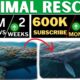 How to Create Viral Animal Rescue Videos for Faceless YouTube Channel