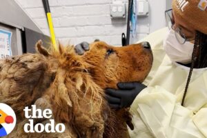 Huge Matted Dog Found In A Busy Intersection | The Dodo