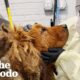 Huge Matted Dog Found In A Busy Intersection | The Dodo