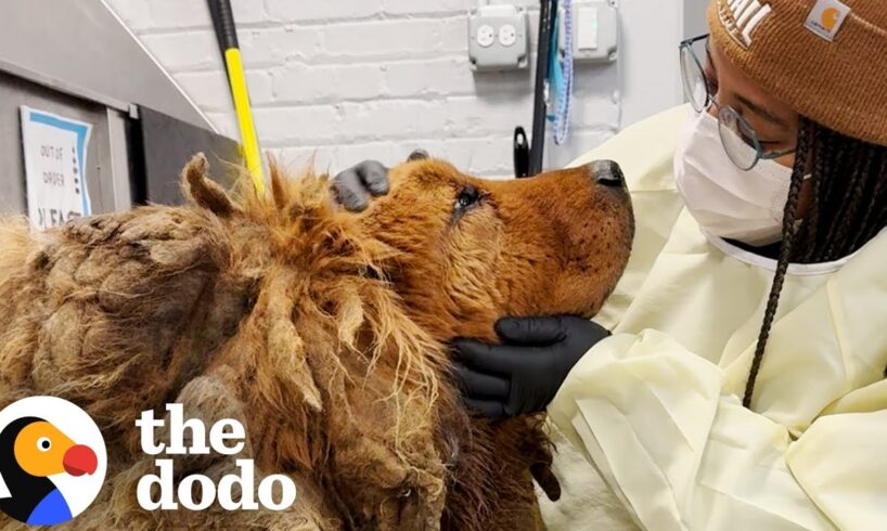 Huge Matted Dog Found In A Busy Intersection | The Dodo