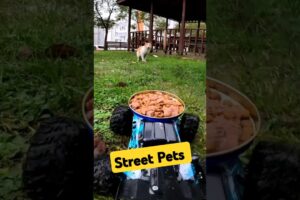 I Fed Stray Pets on a Rainy Day | Animal Rescue  #doglover #catlover #animals