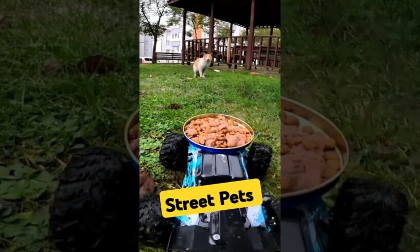 I Fed Stray Pets on a Rainy Day | Animal Rescue  #doglover #catlover #animals