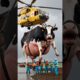 Incredible Animal Rescue: The Miraculous Pregnant Cow Rescue & Birth - Doctors #cow #calf #humanity