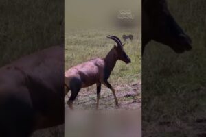 Incredible Escape: Topi Antelope Fights Off Cheetahs & Hyena