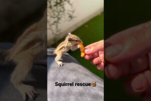 Indian baby Palm squirrel 🐿 rescued from 🦅 #squirrel #indiansqurriel #animalrescue #pets #cute