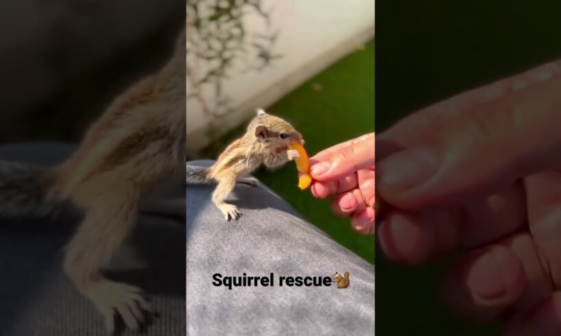 Indian baby Palm squirrel 🐿 rescued from 🦅 #squirrel #indiansqurriel #animalrescue #pets #cute