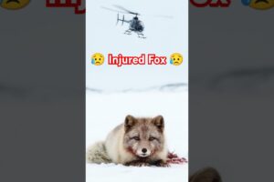 Injured Arctic Fox Saved in Icy Despair #animals #wildlife #shorts