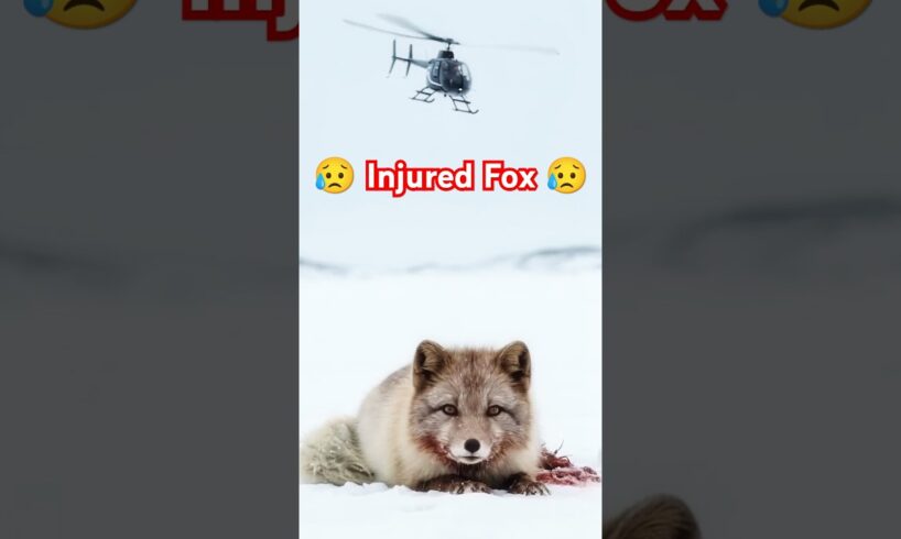 Injured Arctic Fox Saved in Icy Despair #animals #wildlife #shorts