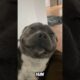 Introducing the Staffy: The Cutest Pet