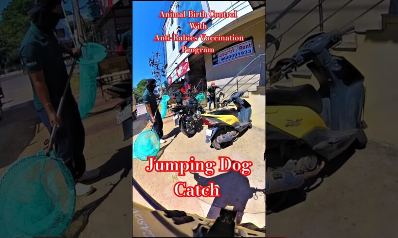 Jumping Dog Catch Davangere 🏙️ #shorts #rescue #catch #dogwithpublicsafety #animals