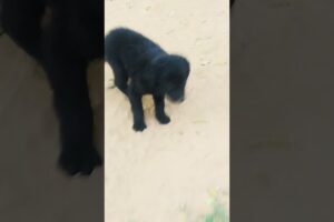 Kali Activa short video### cute puppies