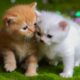 Kittens playing on the grass with animals: Dogs, rabbits, cows, mice - Cats meowing