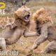 LION KING | The Secrets of the Rulers | Animal documentary