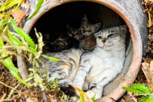 LTT Animal || Emergency Cat Rescue: Abandoned Cat Family's Journey, From Jar to Forever Home