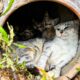 LTT Animal || Emergency Cat Rescue: Abandoned Cat Family's Journey, From Jar to Forever Home