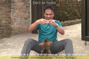 Largest Fake Animal Rescue Scammers of Vietnam are Back ...Help Abused Puppies and Kittens.