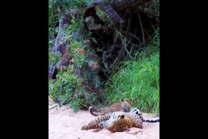 Leapord playing in tha tree#wildlife #nature #omesh #animals #shortsvideo