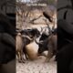 😱🔥Lion Vs Buffalos Intense Fight #animals #animal #animallover #shorts #short #shortvideo #wildlife