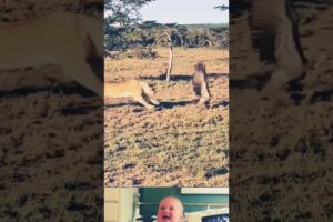 Lion tries to catch Eagle 😱 | Animal attack video | #ytshorts #shorts