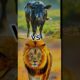 Lion vs Black Dog, Goat, and Cow: Wild Animal Fight Showdown" Lion vs Black Animals #shorts