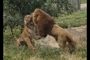 Lion vs Tiger  full battle HD original sound, (not clickbait) (real fight)