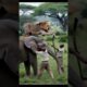 Lion 🦁 vs elephant 🐘 fight 😂 part 32 #wildlife #animals #lion #tiger #elephant #shorts