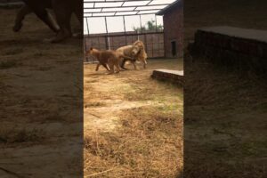 Lioness is playing with lion | Rahib Malik | #india #animals #tiger #lion #cow #top #pets