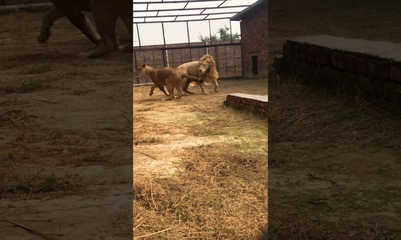 Lioness is playing with lion | Rahib Malik | #india #animals #tiger #lion #cow #top #pets