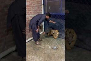 Little Tiger Cub attack #shorts #tiger #attack