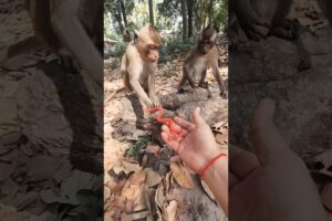 Little monkeys play toys snake #monkeys #animals #funny #funnyanimals