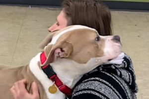 Lost dog's so happy to be rescued