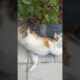 Lovely Street Cat Playing #catvideos #cat #cute #animals #funny #catlover